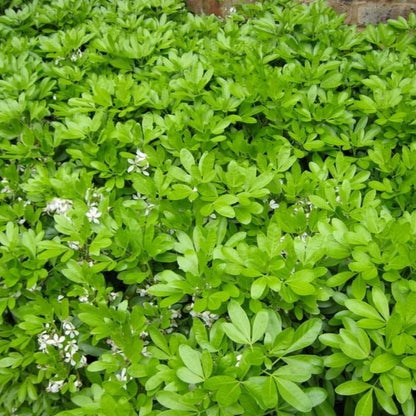 Choisya ternata - toptuinplanten