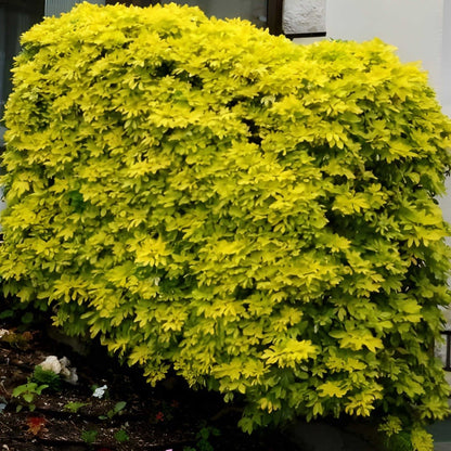 Choisya ternata 'Lich' - toptuinplanten