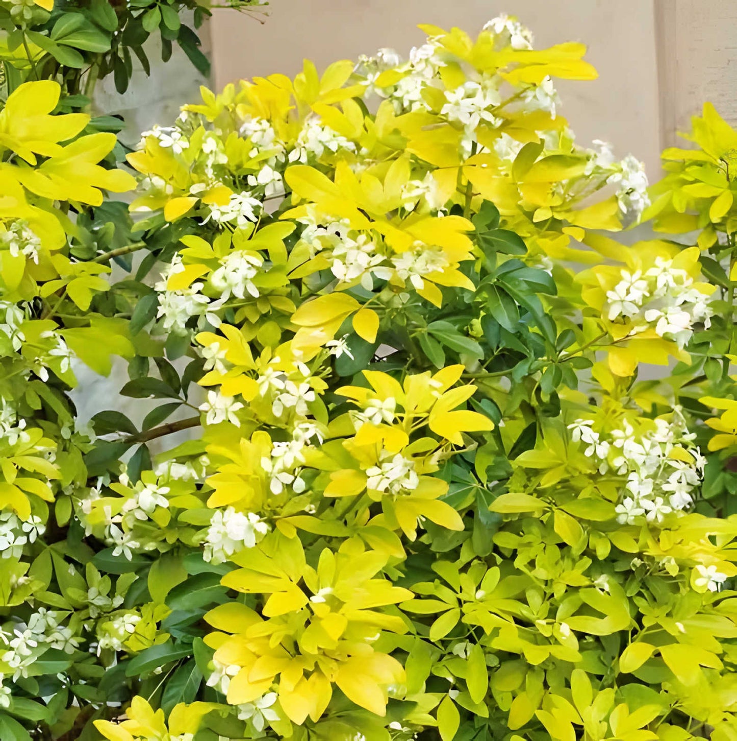 Choisya ternata 'Lich' - toptuinplanten