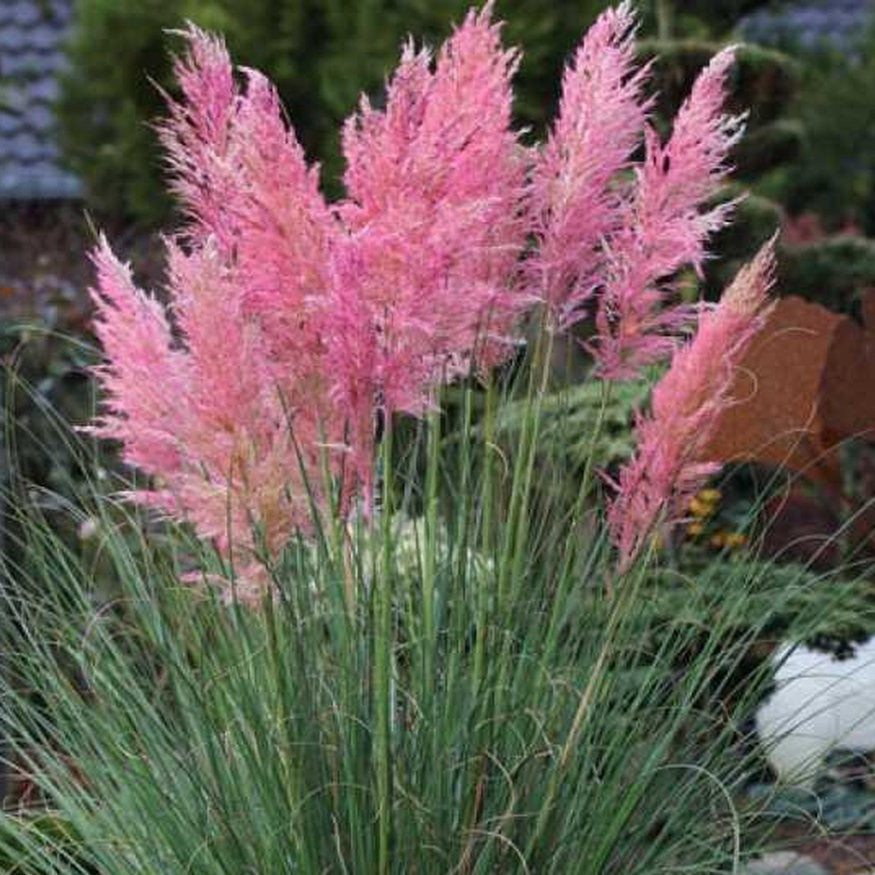 Cortaderia sell. 'Rosea' - Pampasgras - toptuinplanten