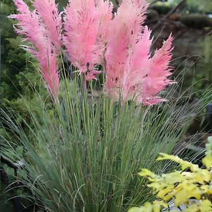 Cortaderia sell. 'Rosea' - Pampasgras - toptuinplanten