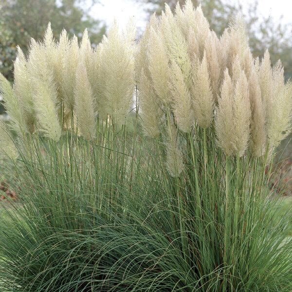 Cortaderia selloana 'Pumila' - Pampasgras - toptuinplanten