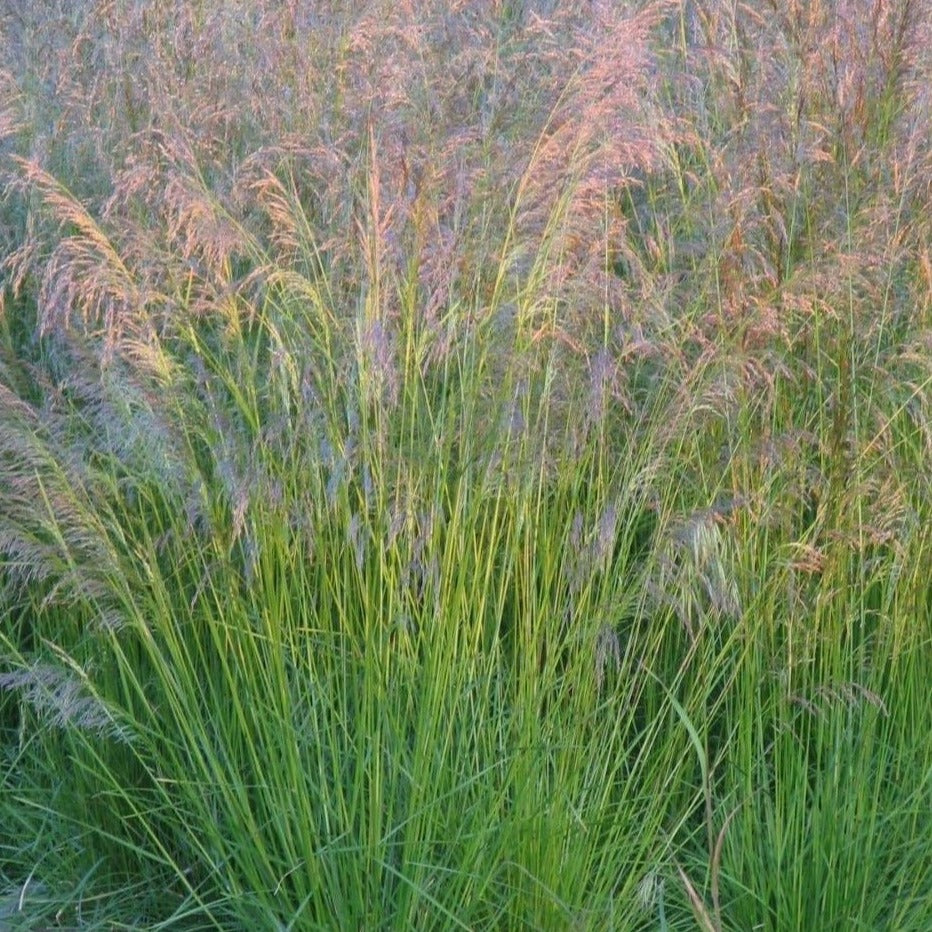 Deschampsia cesp. 'Goldtau' - toptuinplanten