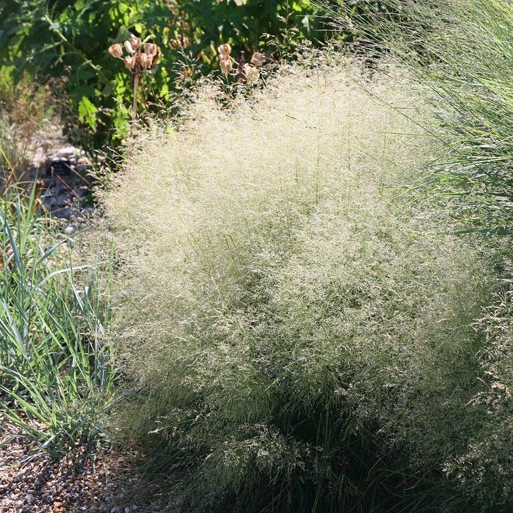 Deschampsia cesp. 'Goldtau' - toptuinplanten