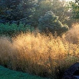 Deschampsia cesp. 'Goldtau' - toptuinplanten