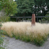 Deschampsia cesp. 'Goldtau' - toptuinplanten