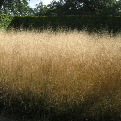 Deschampsia cesp. 'Goldtau' - toptuinplanten