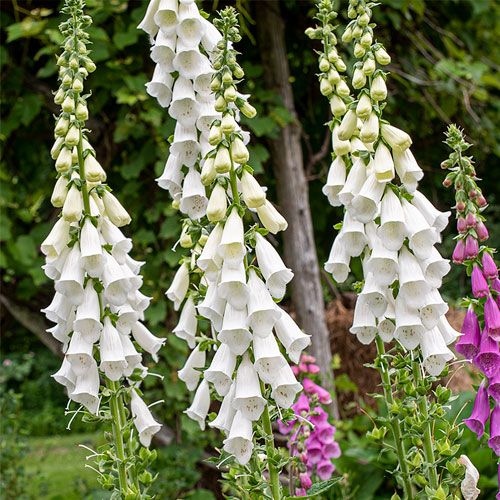 Digitalis purp. 'Alba' - Vingerhoedskruid - toptuinplanten