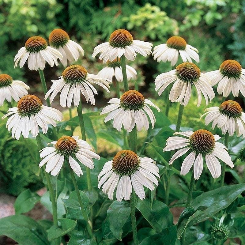 Echinacea p. 'White Swan - Zonnehoed - toptuinplanten