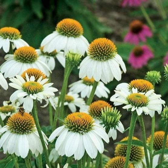 Echinacea p. 'White Swan - Zonnehoed - toptuinplanten