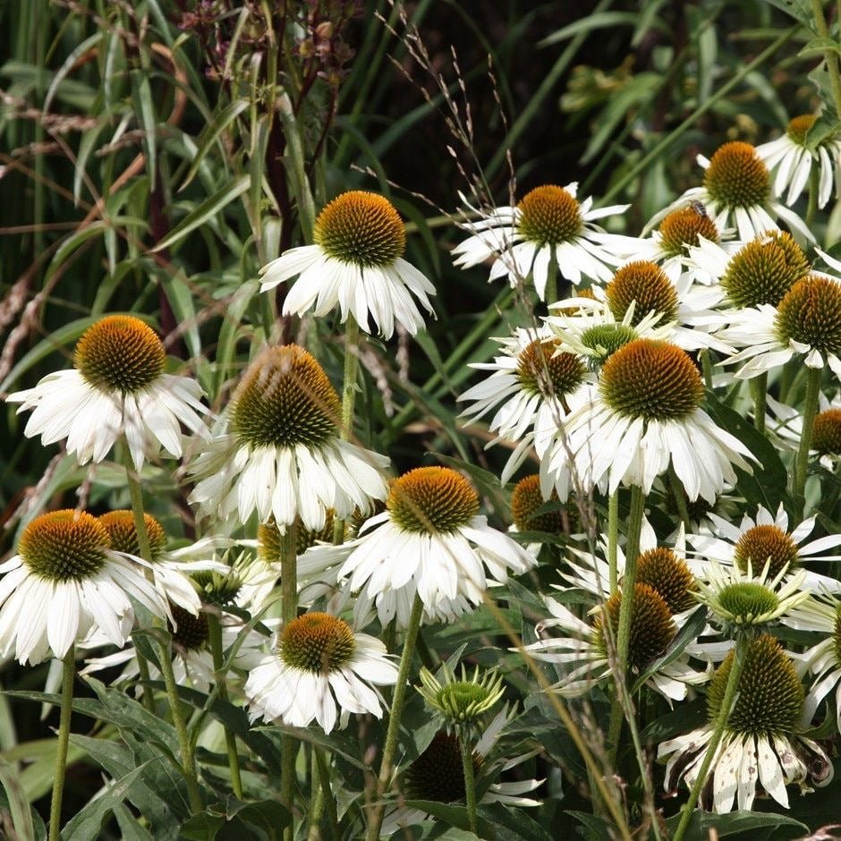 Echinacea p. 'White Swan - Zonnehoed - toptuinplanten