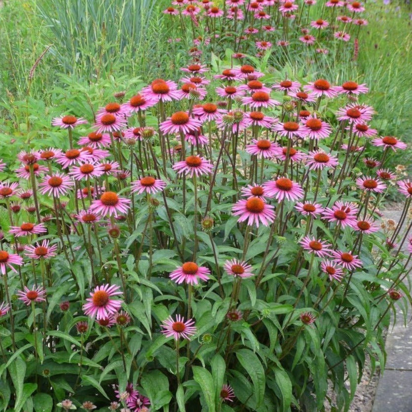 Echinacea purpurea - Zonnehoed - toptuinplanten