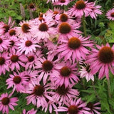 Echinacea purpurea - Zonnehoed - toptuinplanten