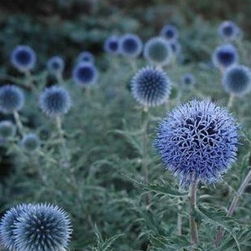 Echinops bannaticus 'Blue Glow' - Kogeldistel - toptuinplanten