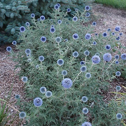 Echinops bannaticus 'Blue Glow' - Kogeldistel - toptuinplanten