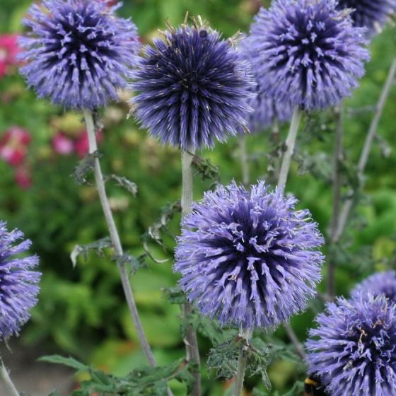 Echinops bannaticus 'Blue Glow' - Kogeldistel - toptuinplanten