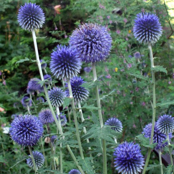 Echinops bannaticus 'Blue Glow' - Kogeldistel - toptuinplanten