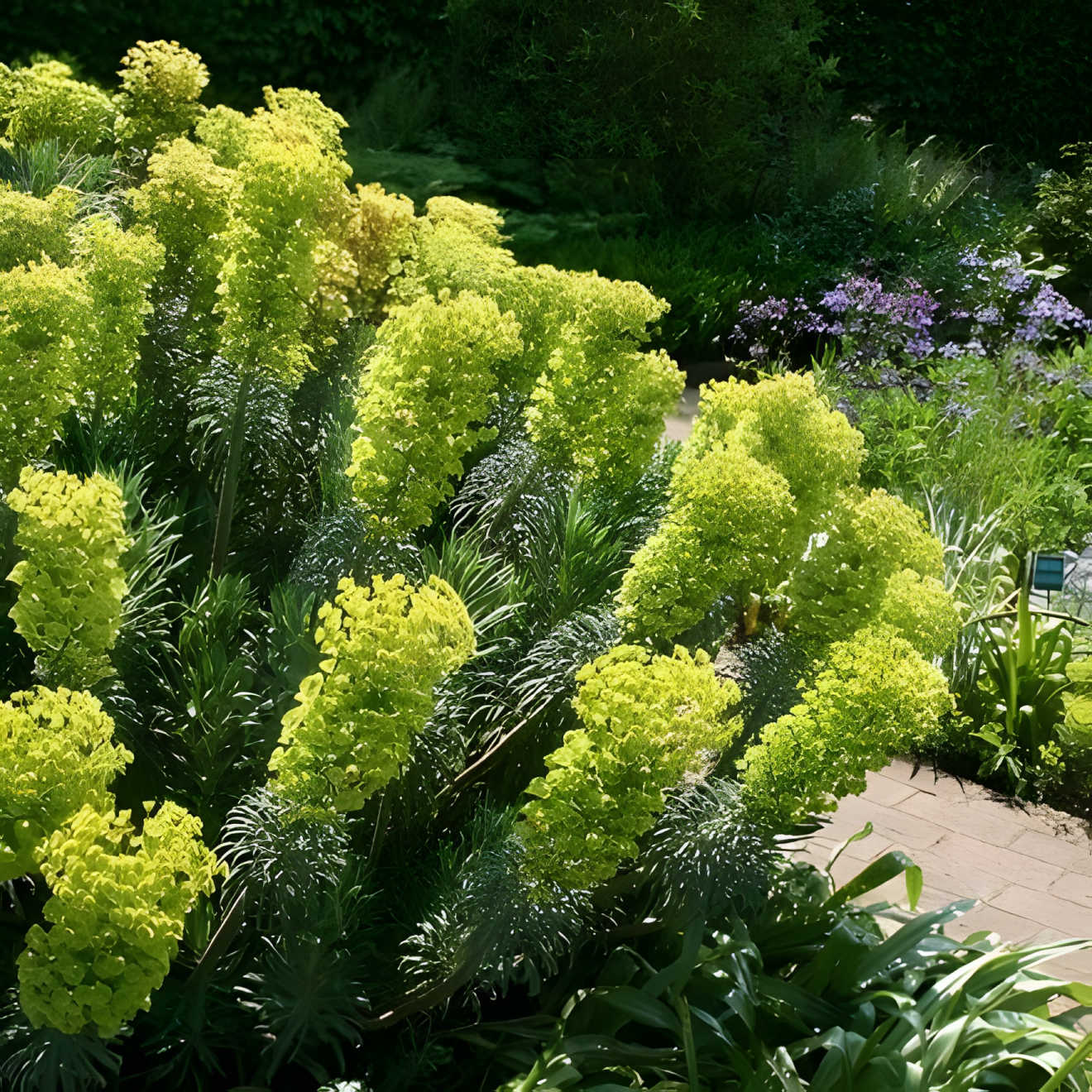 Euphorbia characias wulfenii - Wolfsmelk - toptuinplanten