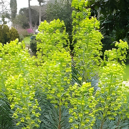 Euphorbia characias wulfenii - Wolfsmelk - toptuinplanten