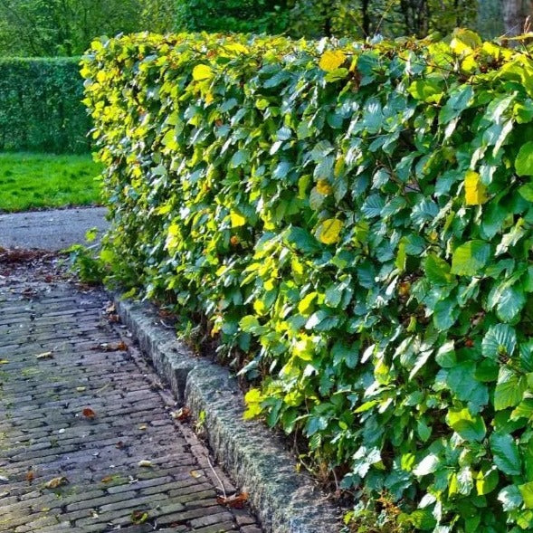 Fagus sylvatica - toptuinplanten