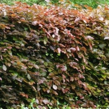 Fagus sylvatica atropurpurea - toptuinplanten