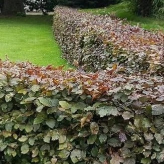 Fagus sylvatica atropurpurea - toptuinplanten