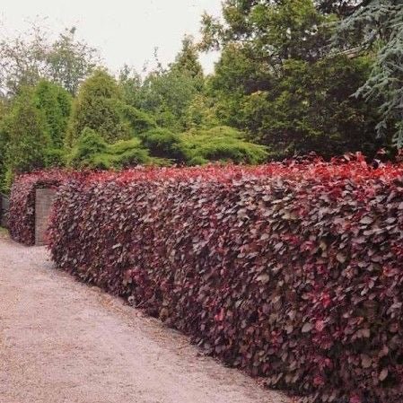 Fagus sylvatica atropurpurea - toptuinplanten