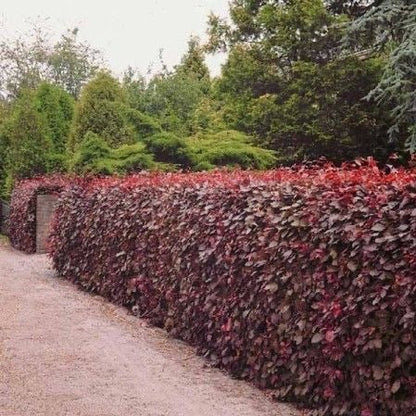 Fagus sylvatica atropurpurea - toptuinplanten