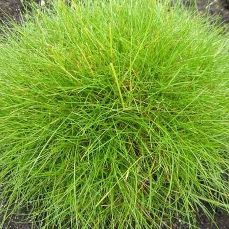 Festuca gautieri - Schapengras - toptuinplanten