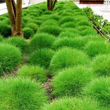 Festuca gautieri - Schapengras - toptuinplanten