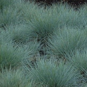 Festuca glauca Elijah Blue - Blauwschaprengras - toptuinplanten