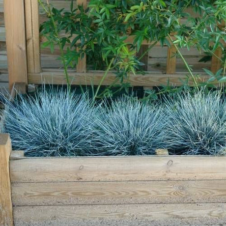 Festuca glauca Elijah Blue - Blauwschaprengras - toptuinplanten