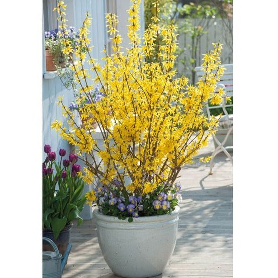 Forsythia int. Minigold - Chinees klokje - toptuinplanten