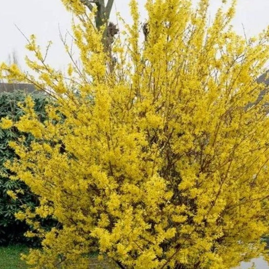 Forsythia int. Minigold - Chinees klokje - toptuinplanten