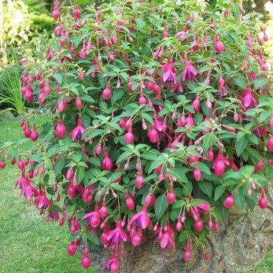 Fuchsia 'Tom Thumb - Bellenplant - toptuinplanten