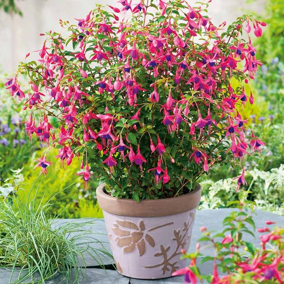 Fuchsia 'Tom Thumb - Bellenplant - toptuinplanten