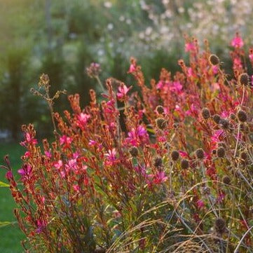 Gaura lindh. Belleza Dark Pink - Prachtkaars - toptuinplanten