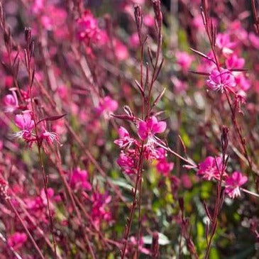 Gaura lindh. Belleza Dark Pink - Prachtkaars - toptuinplanten