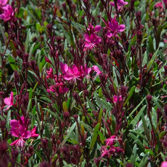 Gaura lindh. Belleza Dark Pink - Prachtkaars - toptuinplanten