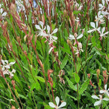 Gaura lindh. 'Short Form' - Prachtkaars - toptuinplanten