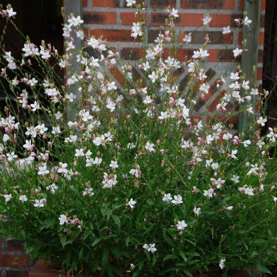 Gaura lindh. 'Short Form' - Prachtkaars - toptuinplanten