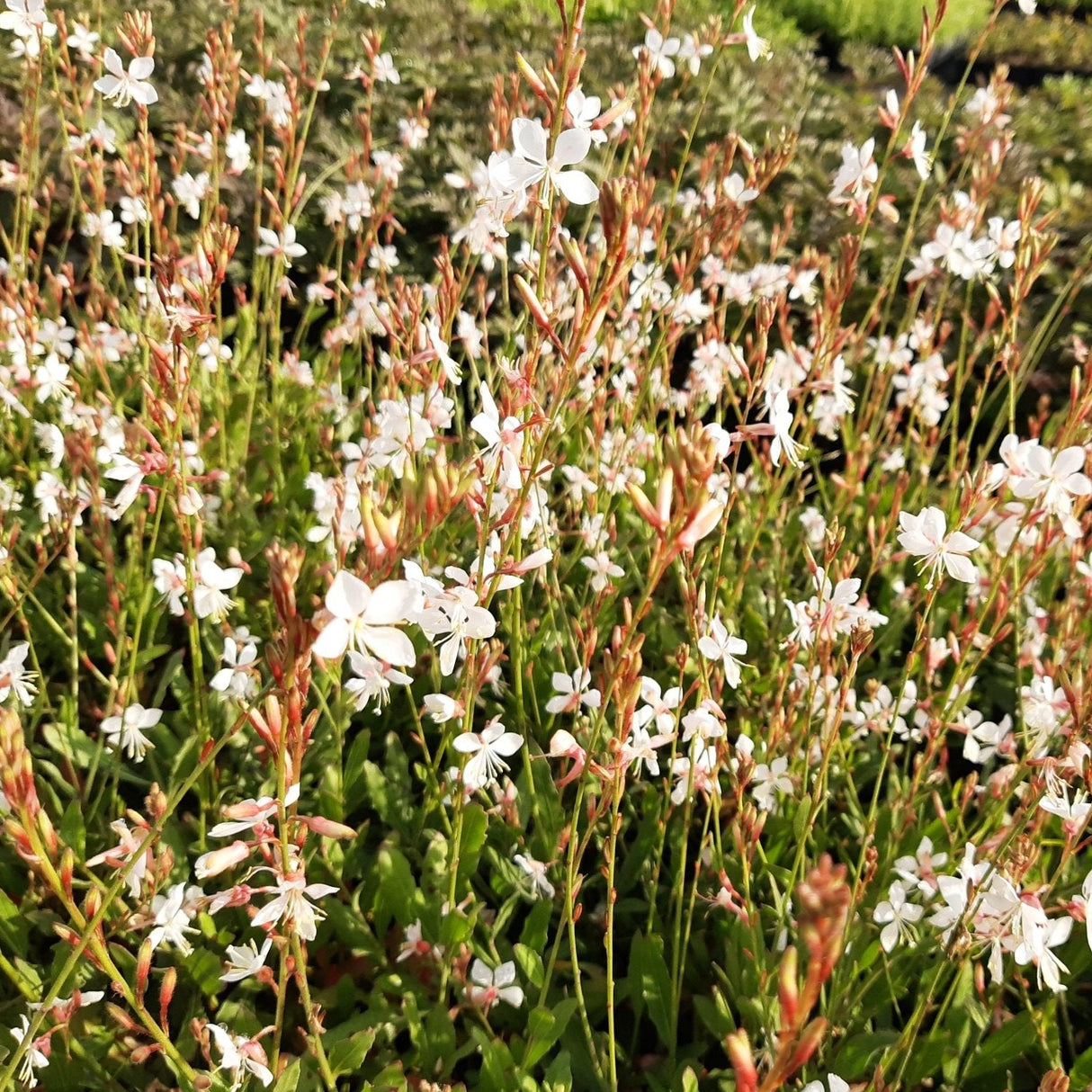 Gaura lindh. 'Short Form' - Prachtkaars - toptuinplanten