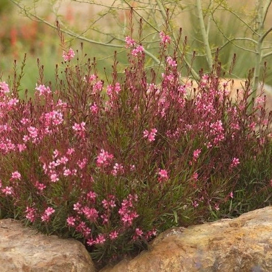 Gaura lindh. 'Siskiyou Pink - Prachtkaars - toptuinplanten
