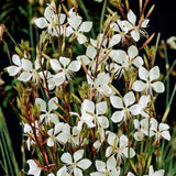 Gaura lindh. 'Whirling Butterflies, Prachtkaars - toptuinplanten