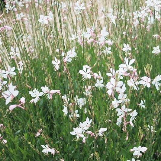 Gaura Lindh Whirling Butterflies Prachtkaars gaura-lindh-whirling-butterflies-prachtkaars