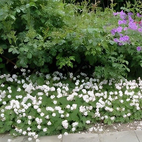 Geranium cantabrigiense ;''Biokovo'' Ooienvaarsbek - toptuinplanten