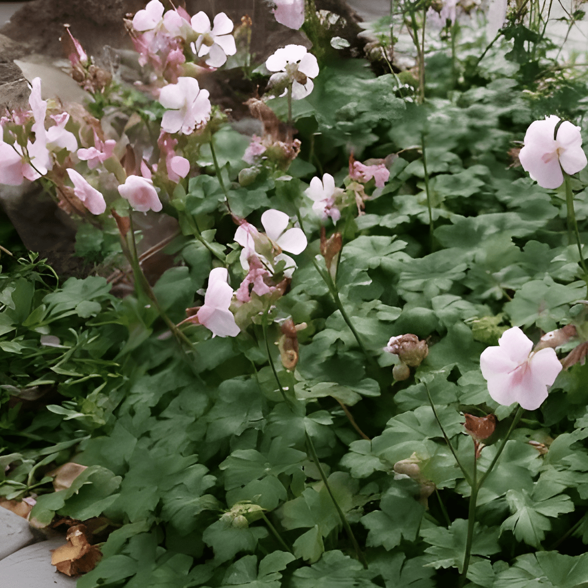 Geranium cantabrigiense ;''Biokovo'' Ooienvaarsbek - toptuinplanten