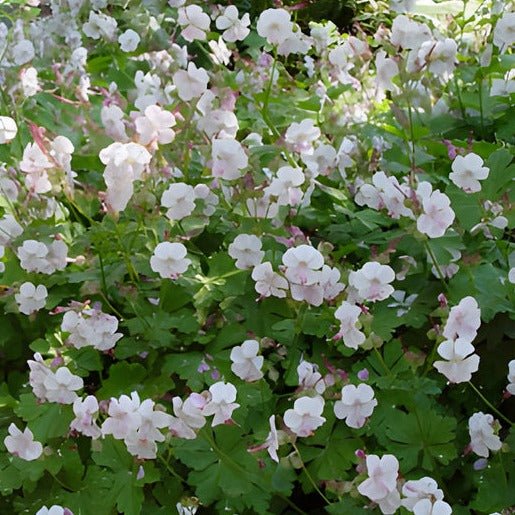 Geranium cantabrigiense ;''Biokovo'' Ooienvaarsbek - toptuinplanten