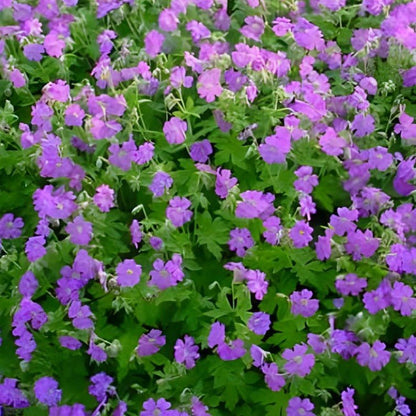 Geranium cantabrigiense Cambridge Ooienvaarsbek - toptuinplanten