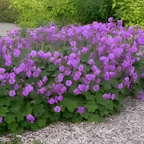 Geranium cantabrigiense Cambridge Ooienvaarsbek - toptuinplanten